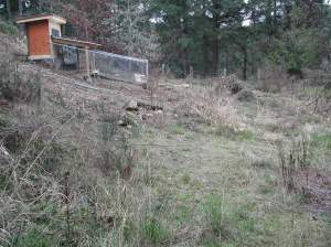 Chicken run, we cleared out the broom and blackberries and lots of green growing now.