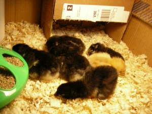 2 day old chicks