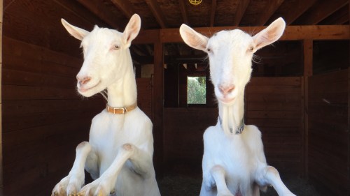 This is where milk comes from.  My friend and Neighbours goats.