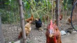 Chickens self harvesting their OWN food.