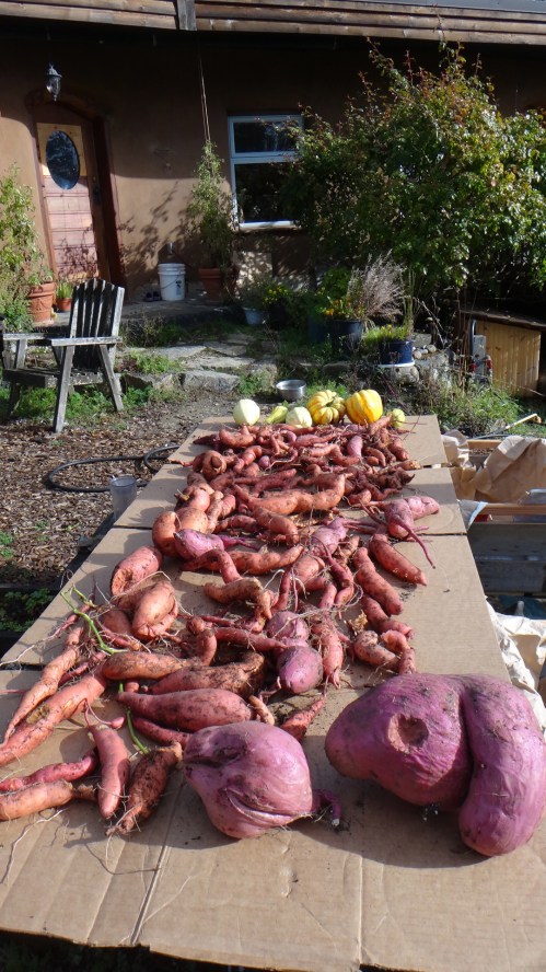 Bumper crop of SWEET POTATOES