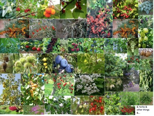 Food Forest Plants
