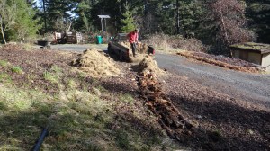 Taking out a blackberry patch - installing swales and hugelkultur beds preparing for perennial plantings