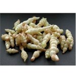 Crosne. Edible small tuber with awesome fast growing ground cover