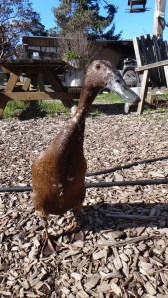 Mudpuds leading a tour
