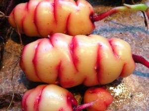 Oca.  Lemony mini potatoes