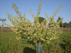 1326053669-eleagnus1_web