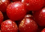autumn olive berry closeup