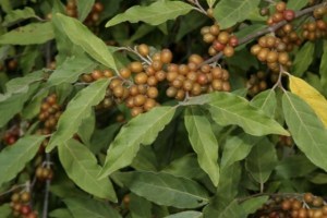 Elaeagnus_umbellata_AutumnOlive_fruits