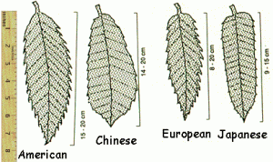 LeafComparisons