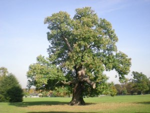 European chestnut - 60 ft