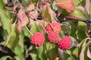 Cornus kousa fruit