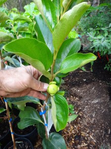 So Small and has fruit!