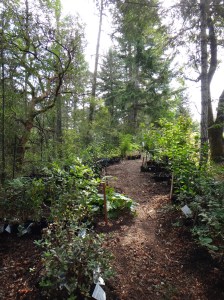 So many plants, so many functions, 