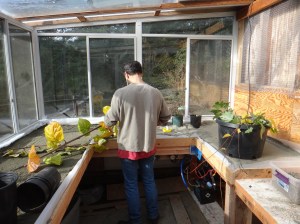 Gord in the new propagation greenhouse - heated by compost and the sun.