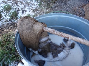 Deer hide being pickled in salt and oxalic acid.