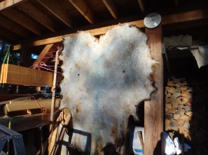 Elk hide is being stretched on the woodshed.