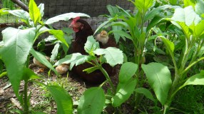 Chickens in the JA forest