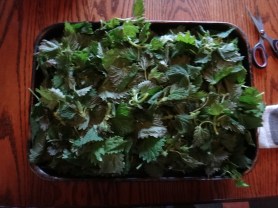 Nettle leaf. Finally finished all the drying. Can now be used for tea or soups.