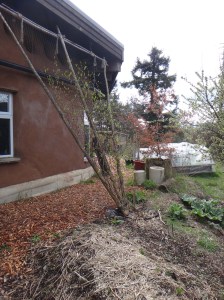 Hardy kiwi looking good with leaves coming out. Shades house from hot western sun. Passive cooling.