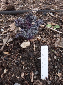 Sea kale coming up. Looking forward to feasting on this perennial vegetable for many years to come.