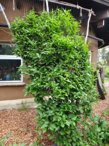 Success with Hardy Kiwi...shades the western side of the house AND produces LOTS of fruit