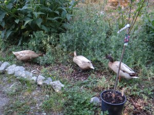 Ducks eating the cover crop AND worms
