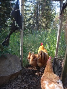 Chickens heading into their pasture.