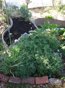 Oca leaves look similar to clover.