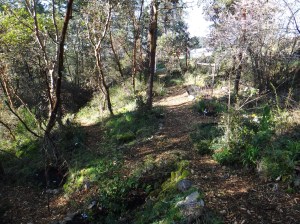 Food forest. Plants are all coming to life and many have signs so you know what's what.