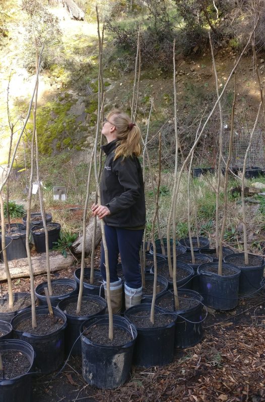 The Heartnut Walnuts are very large